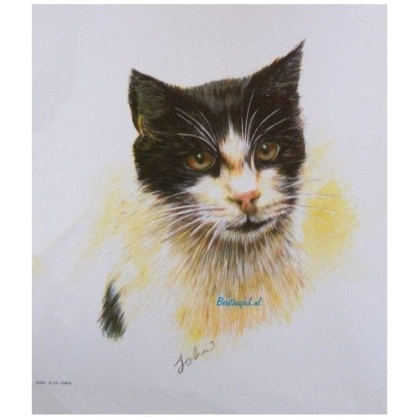 Prent Europese Korthaar (getekend)